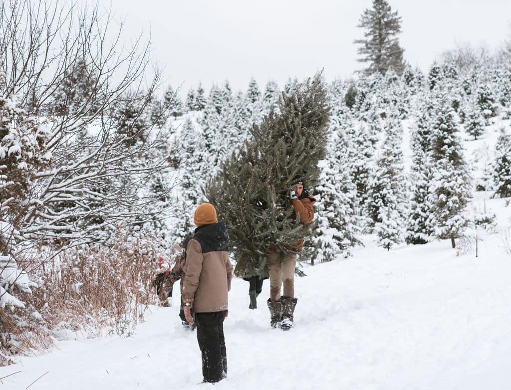 Christmas Tree picking