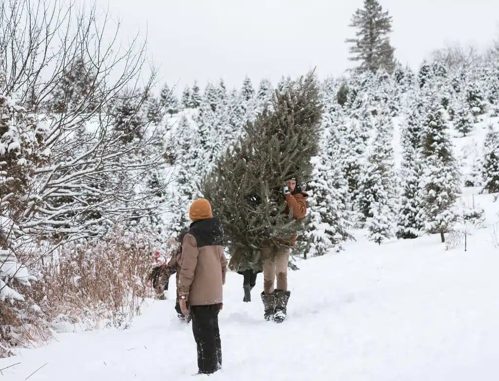 Christmas Tree picking